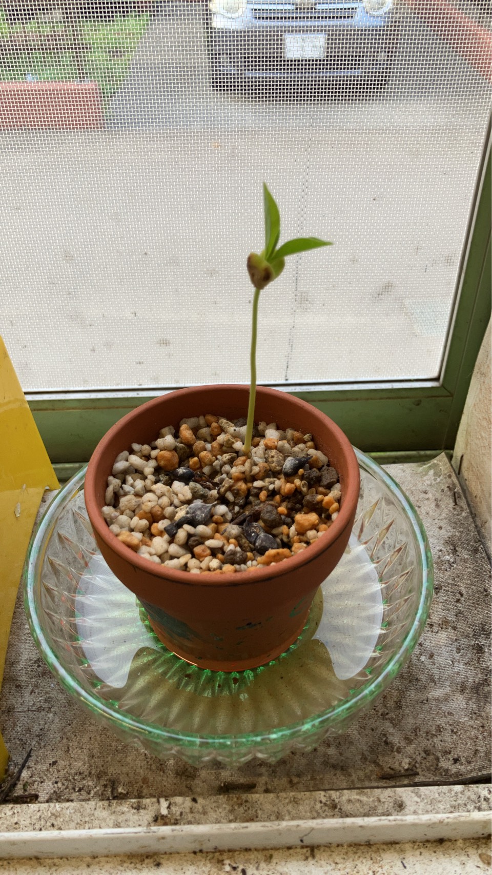 友人A宅の陶器鉢で育つ苗